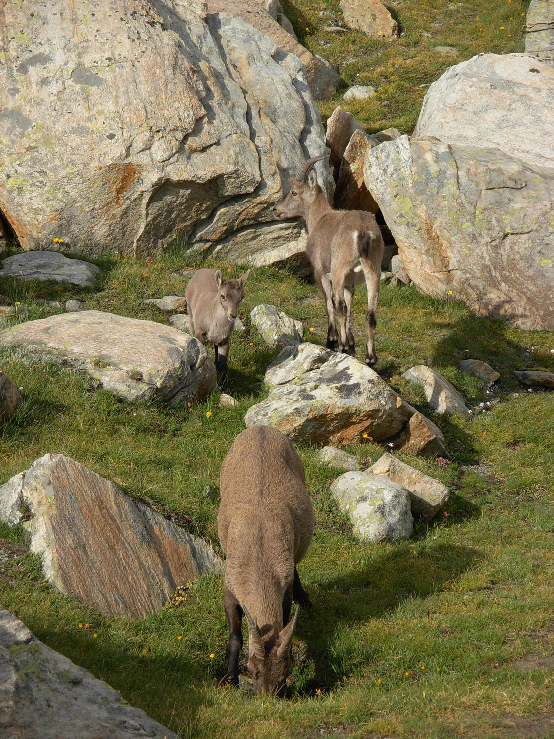Una famiglia di stambecchi pascola nei pressi della Almagellerhutte