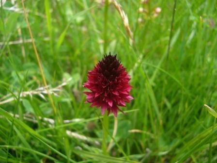 orchis vanillé, nigritella nigra dans le vallon des étages
