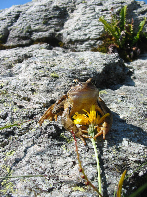 Sur le Chemin de la Grande Parei
