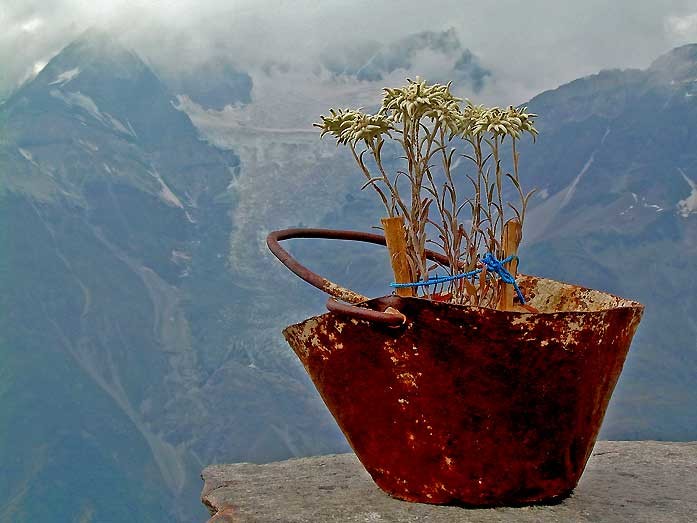 edelweiss