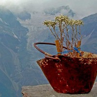 edelweiss