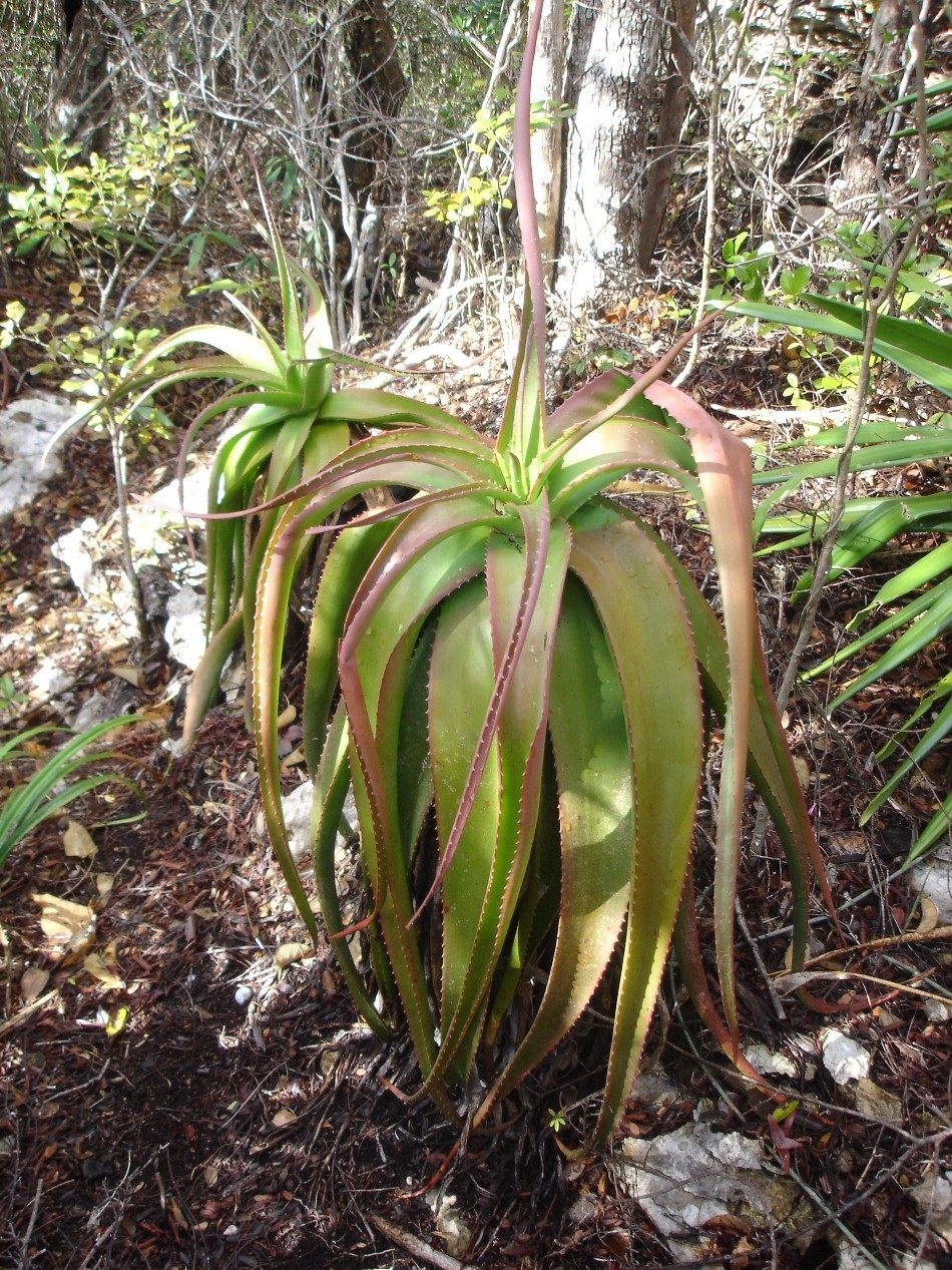 Aloé Véra dans la jungle