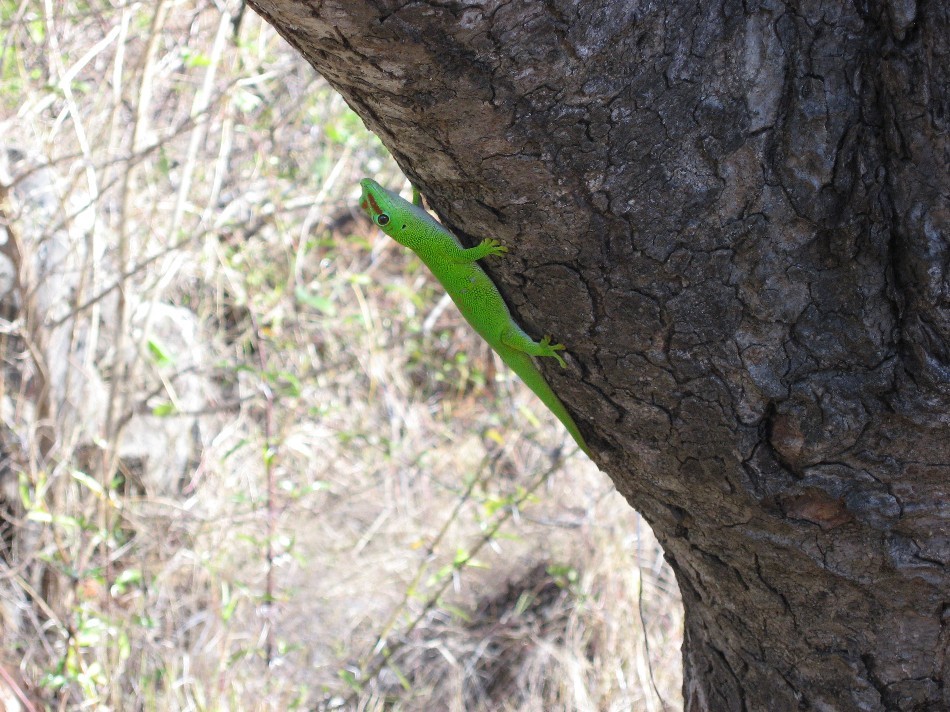 Joli gecko
