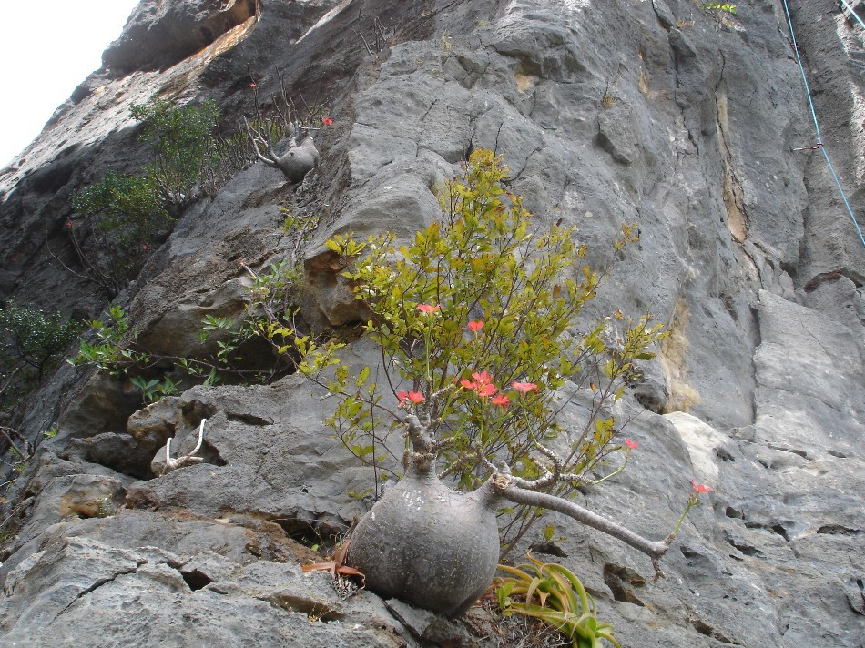 Pachypodium, dans la voie du même nom au secteur Mozambique