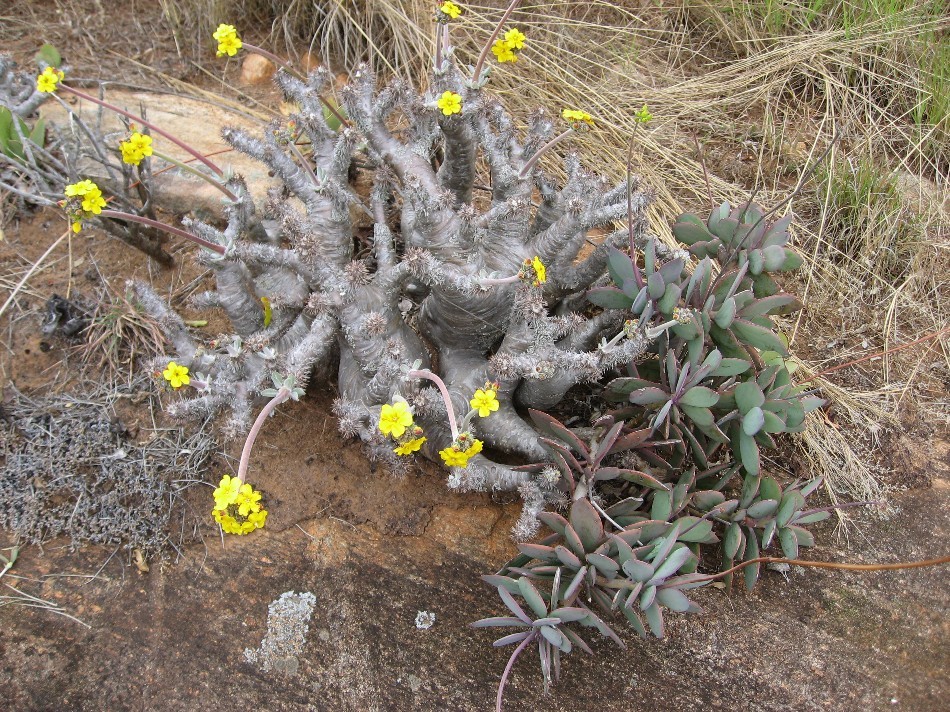 Pachypodium posé sur la dalle
