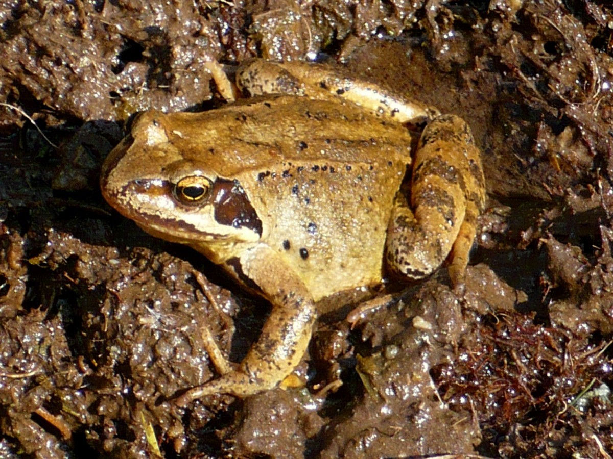 Grenouille