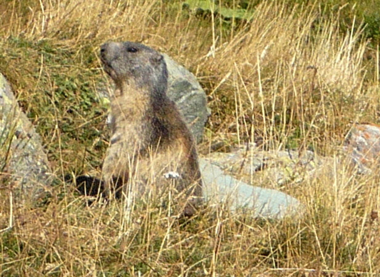 Marmotte