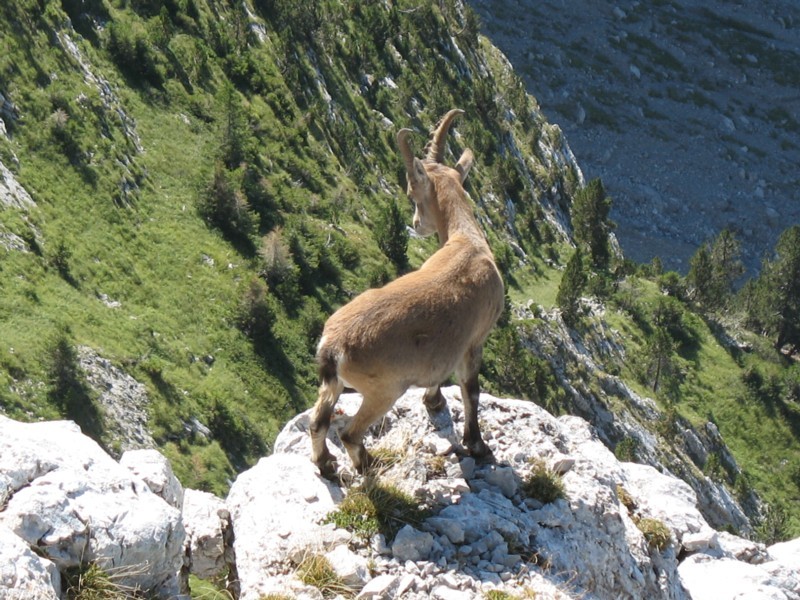 Retour sur les vires à bouquetin, une étagne