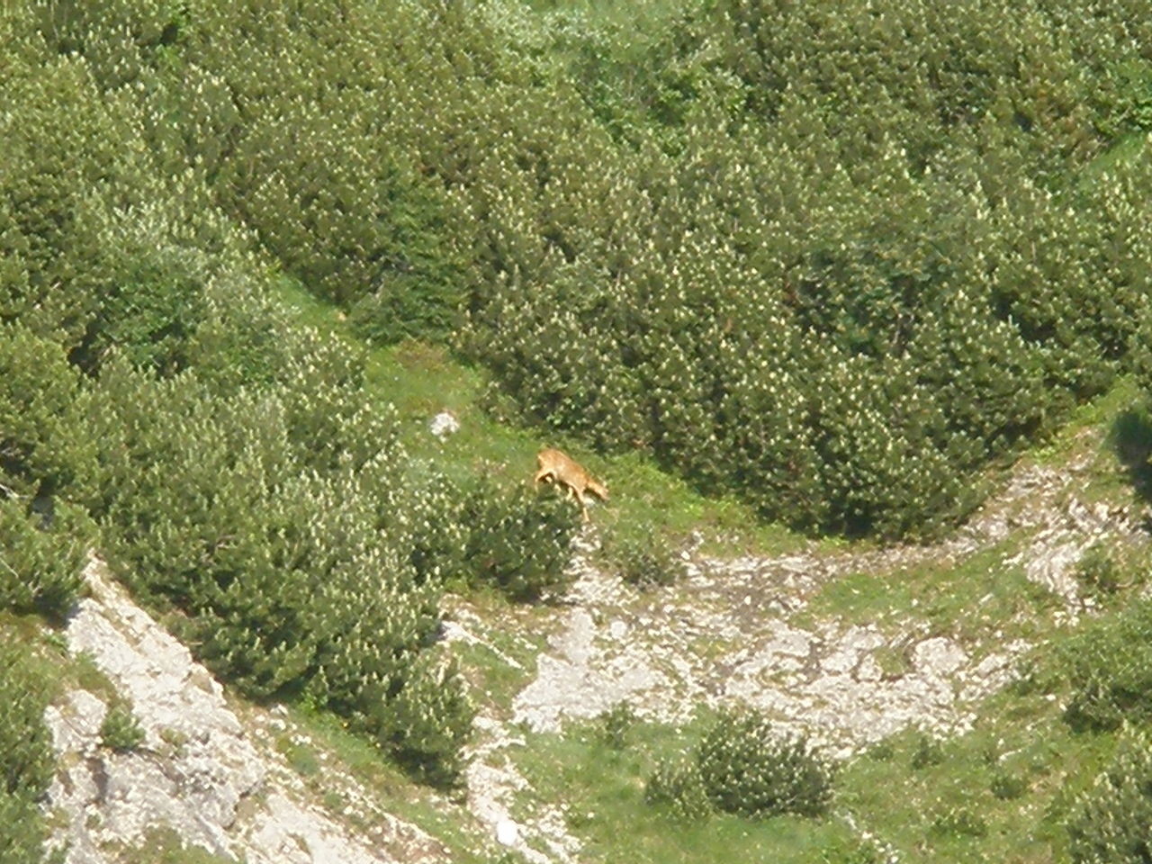 Fauna nei dintorni del rifugio