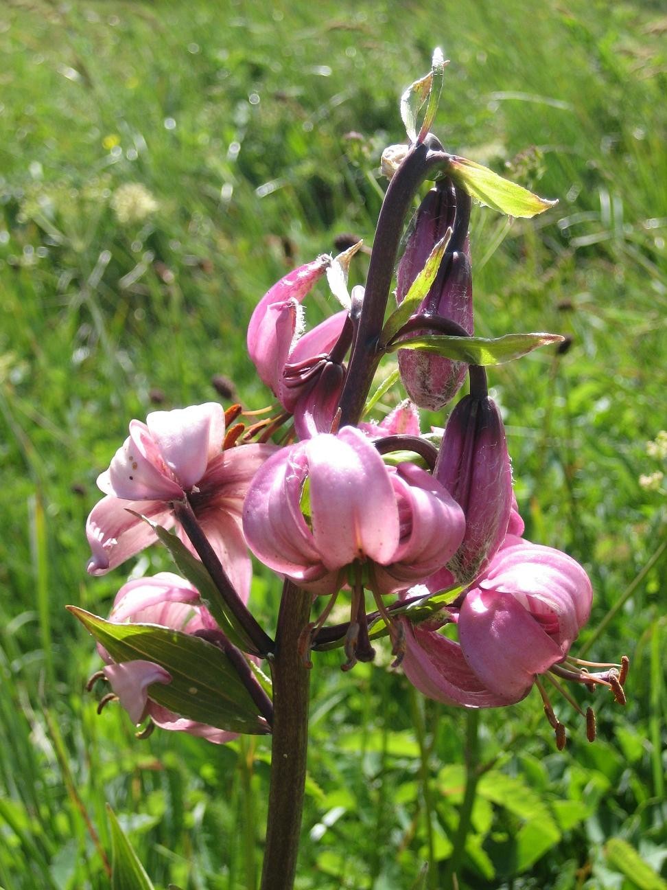 Lys Martagon