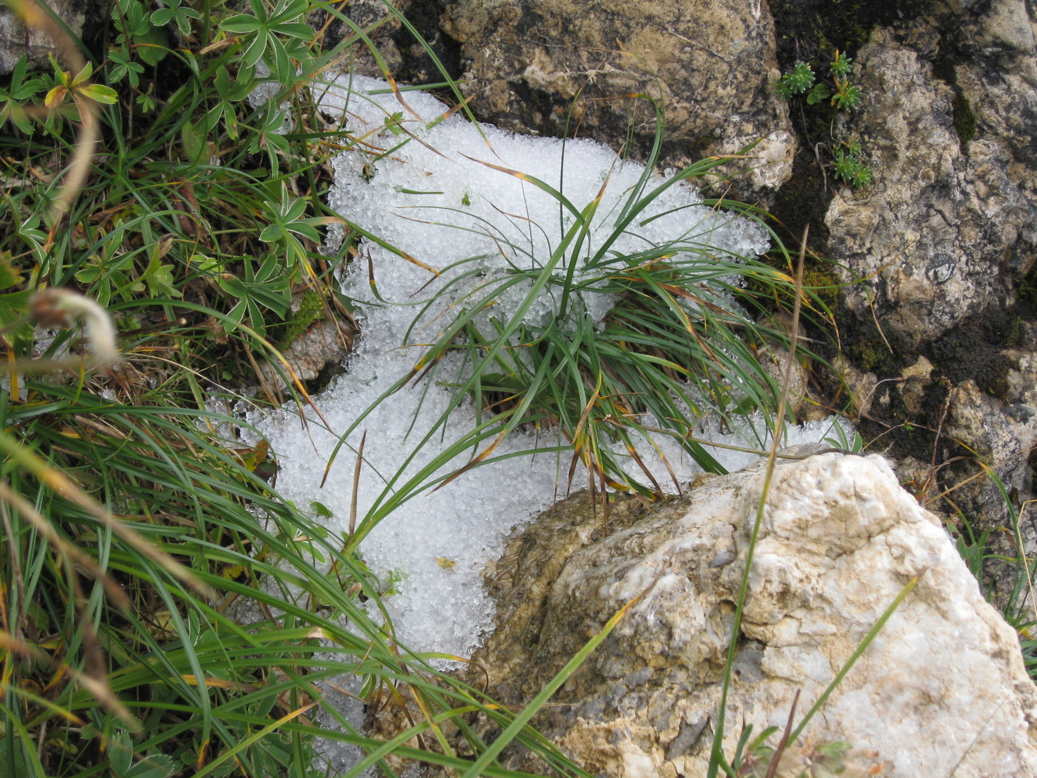 un petit reste de neige