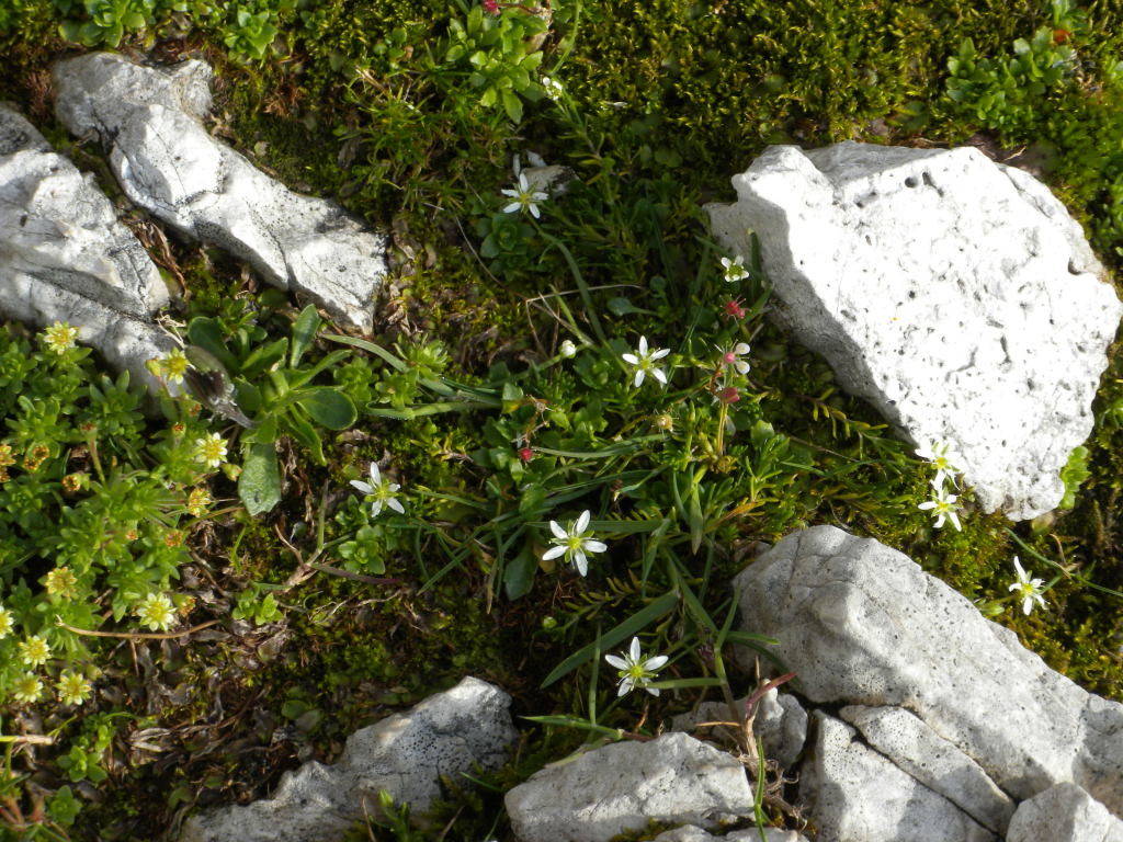 Des p'tites fleurs...