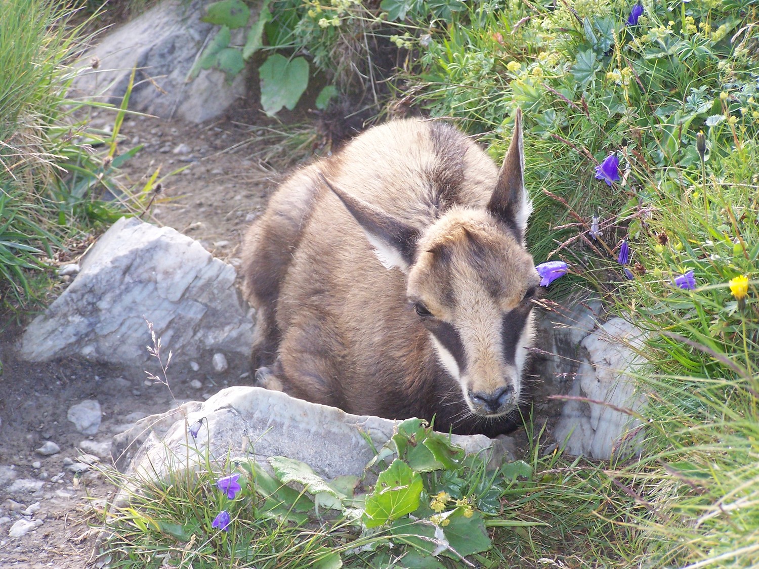 Jeune Chamois perdu sur le sentier au Saut