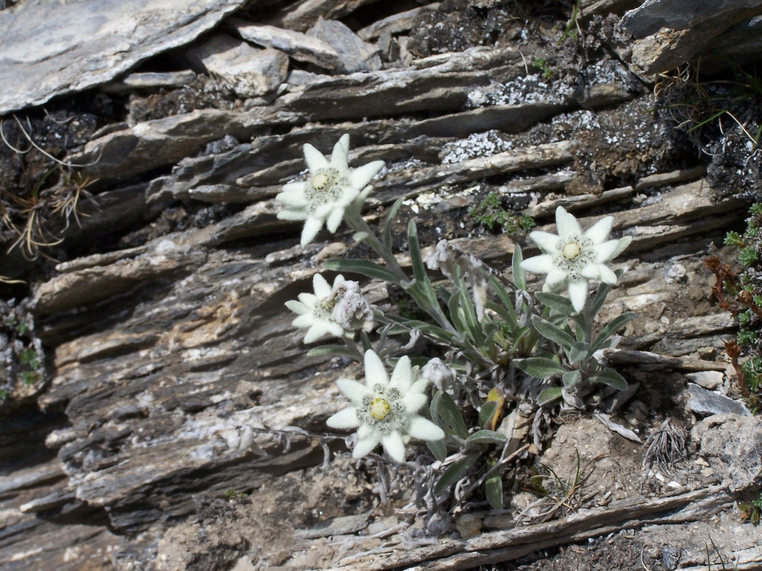 Edelweiss sur l'arete du Franchet