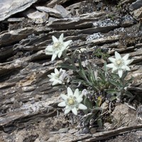Edelweiss sur l'arete du Franchet
