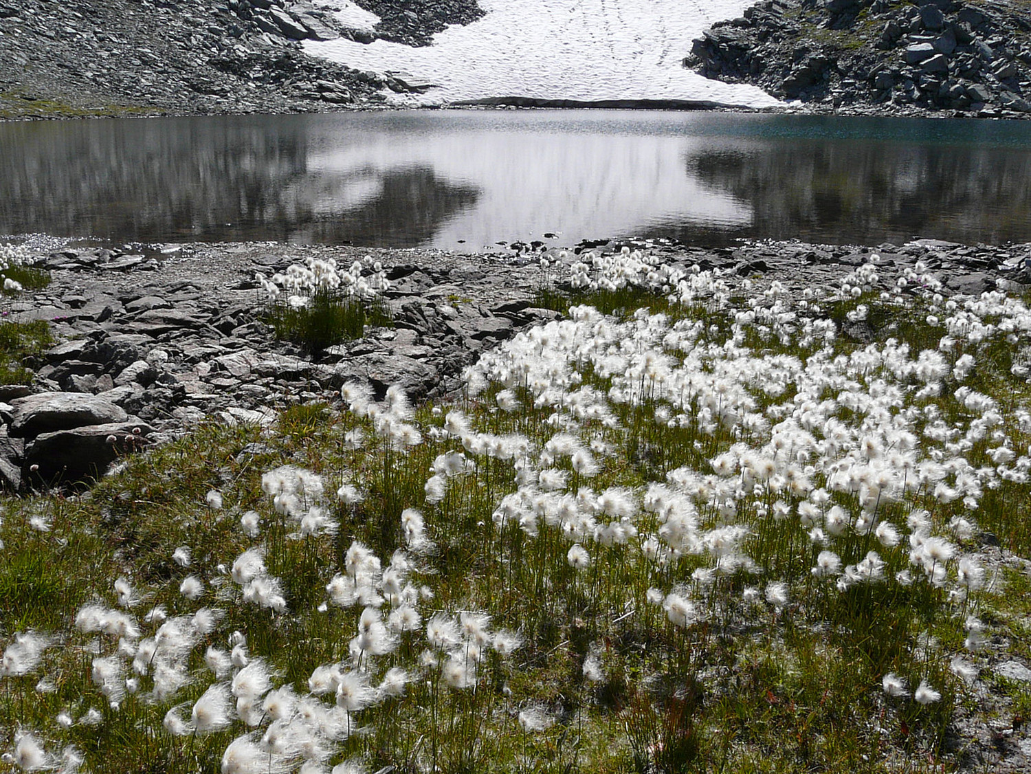 Lac Pontonnet et ses Linaigrettes alpines.
