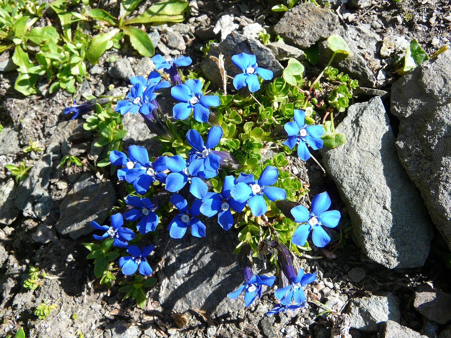 Gentianes de Bavière