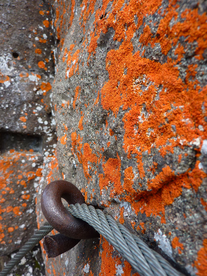 Zoom sur le lichen qui a mangé trop de carottes qd il était petit