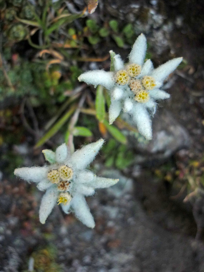 Edelweiss