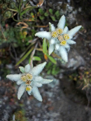 Edelweiss