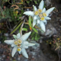 Edelweiss