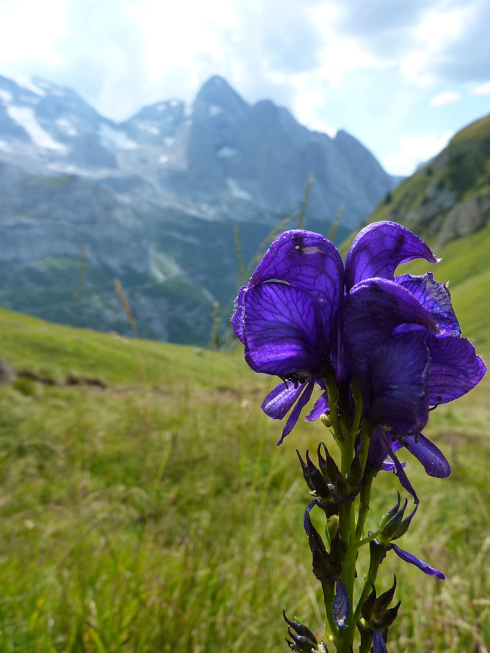 Qui a dit qu'il n'y avait pas de fleurs dans les dolos?