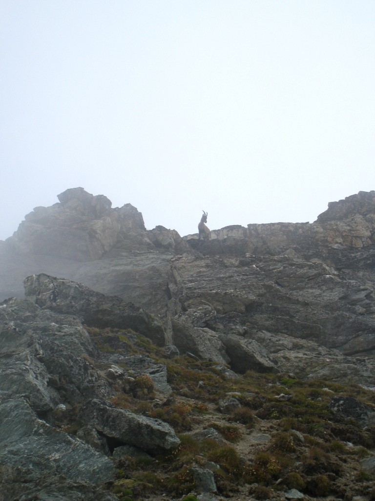Bréona le Chamois nous salue