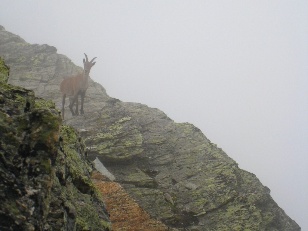 Bréona le chamois nous guide