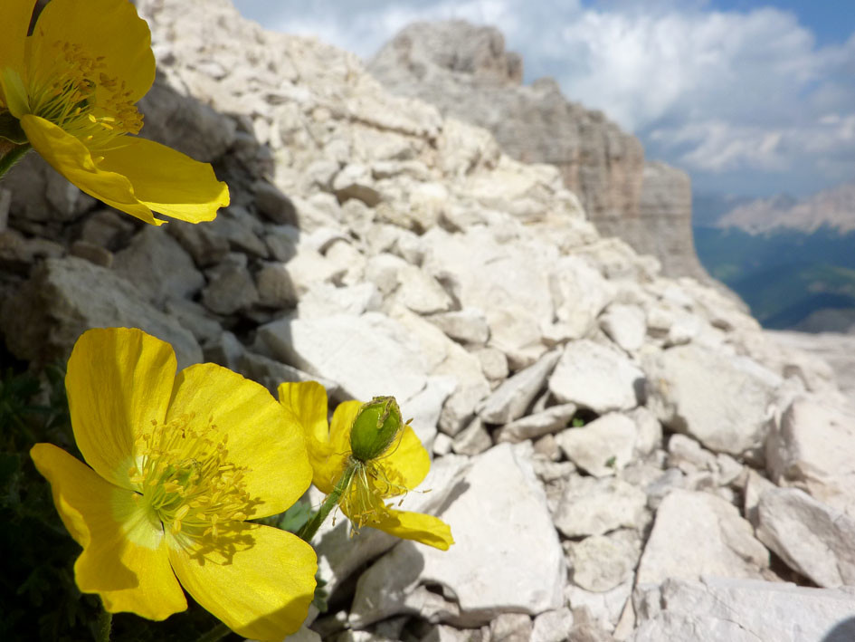 Fleurs sur fond de Pisciadu