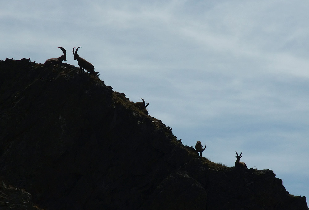 Horde de bouquetins en descendant au Lac David