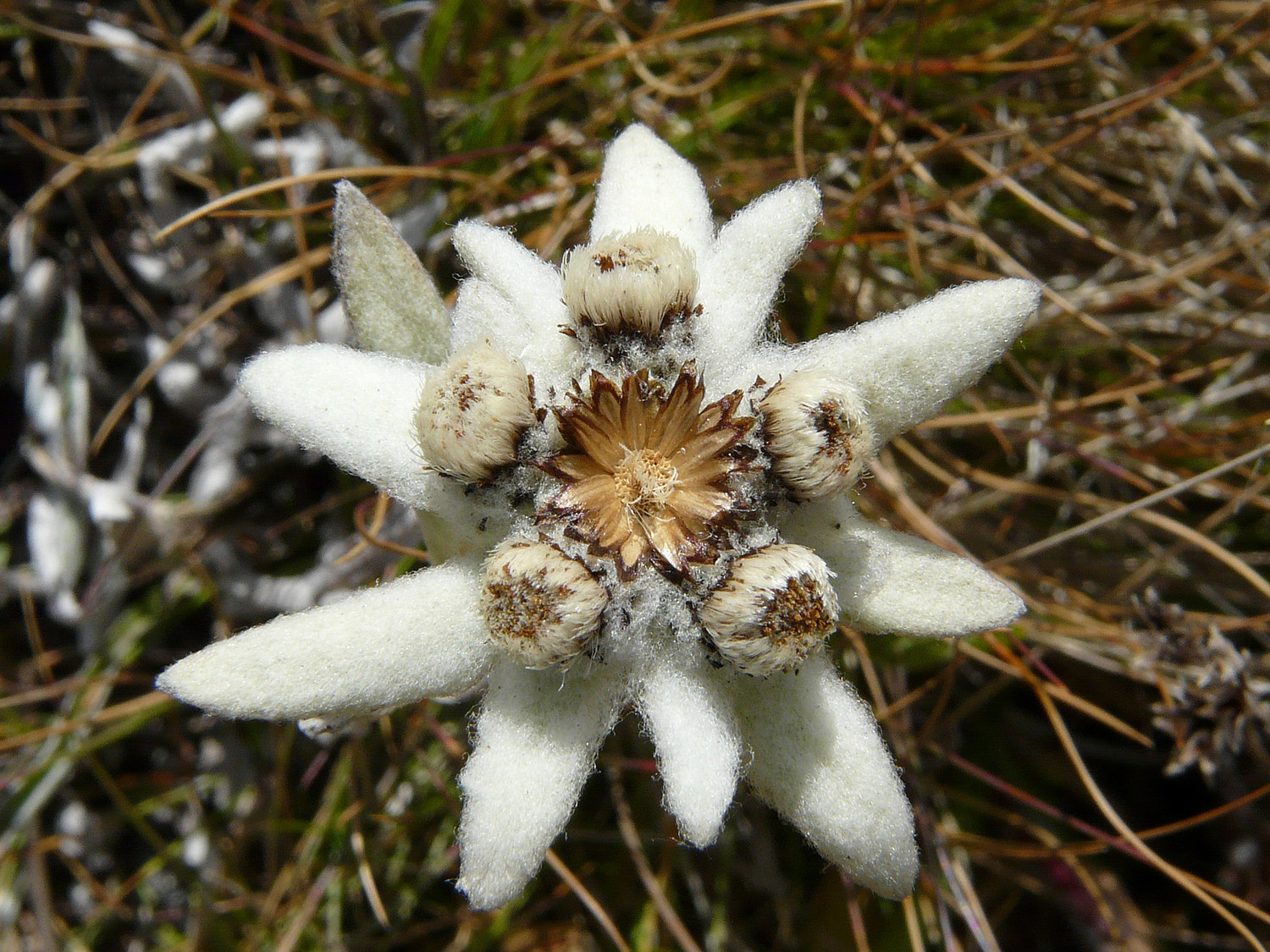 Une fleur...
