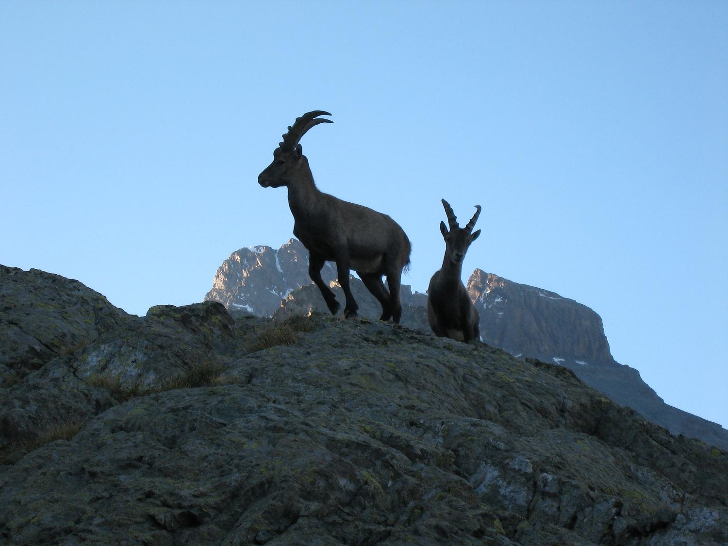 rencontre avec la faune. Le Viso en arriére plan