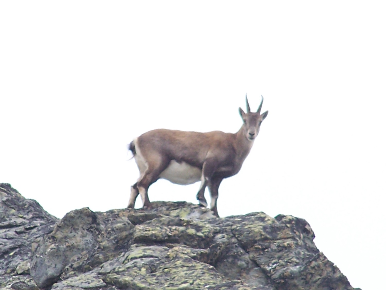 Bouquetin au col du Borgne