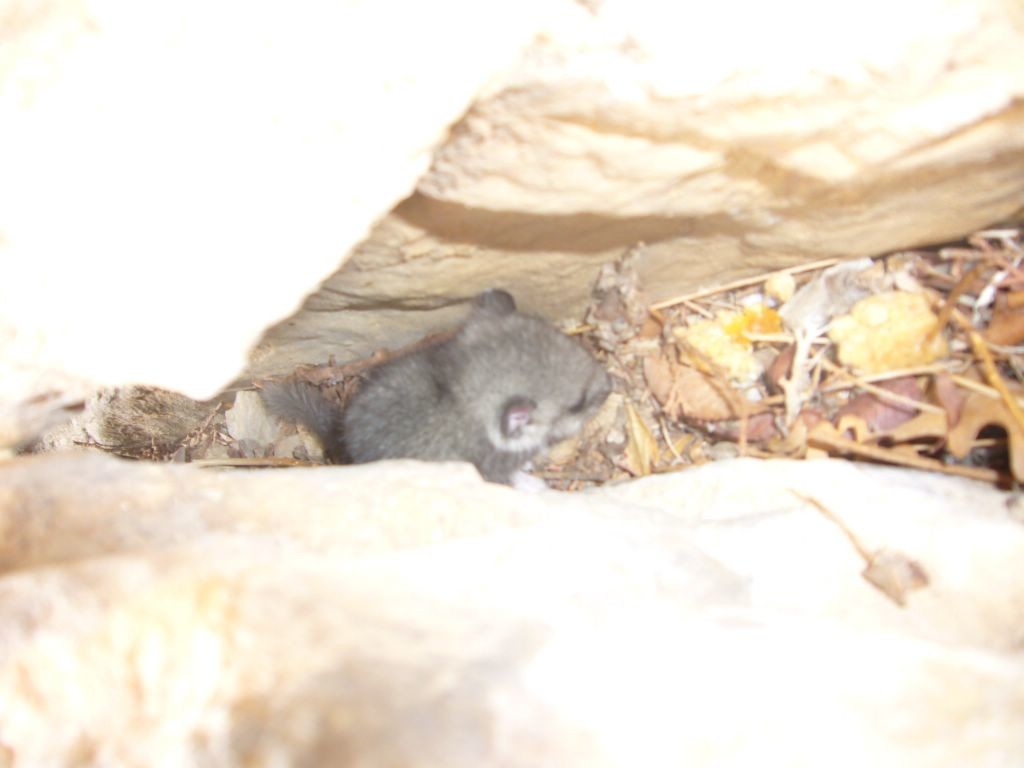 une bestiole dans une fissure