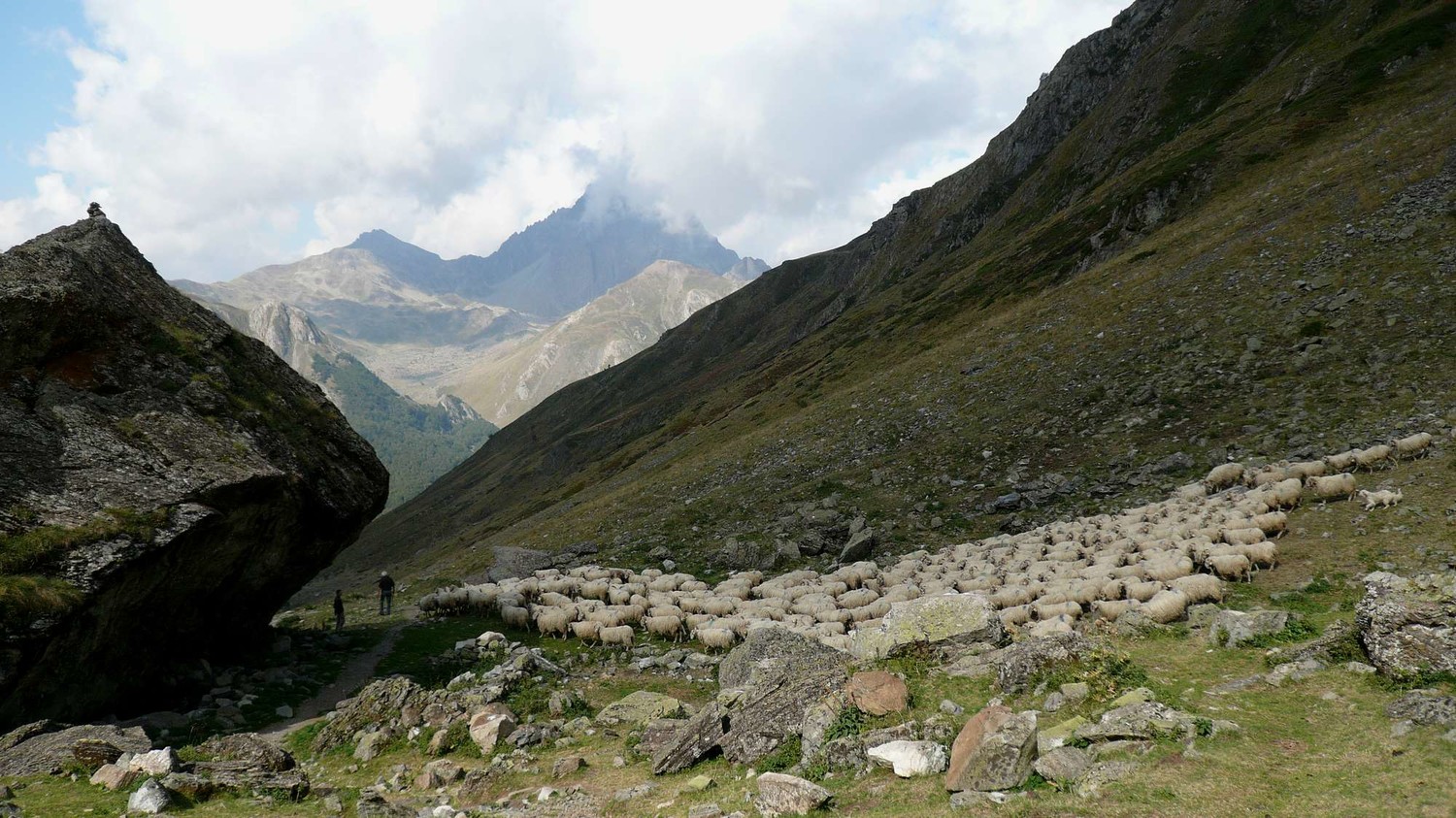 Troupeau de moutons
