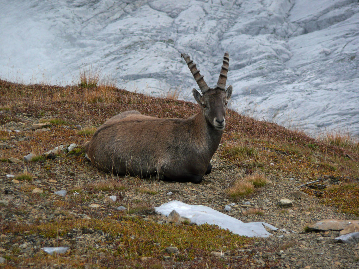 Bouquetin entre la Point de Chombas et la Pointe Percée