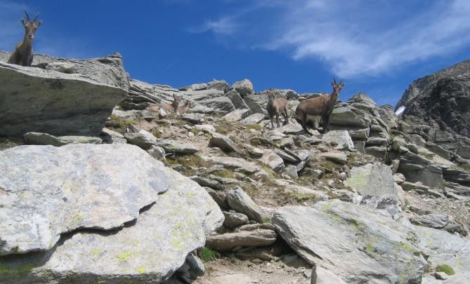 les gardiens du bivouac