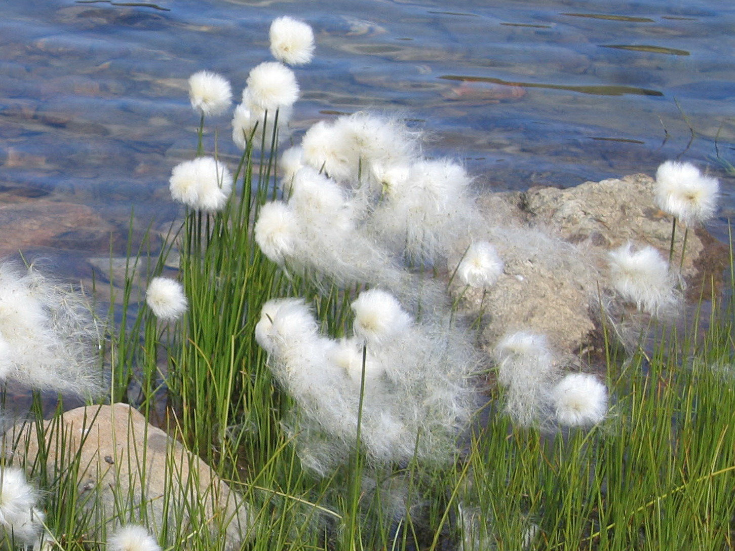 linaigrettes, sur le lac bramant