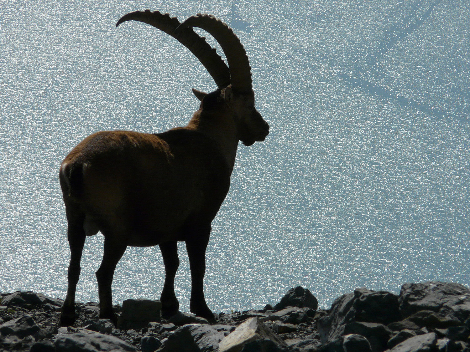 Bouquetin sur fond de lac d'Emosson
