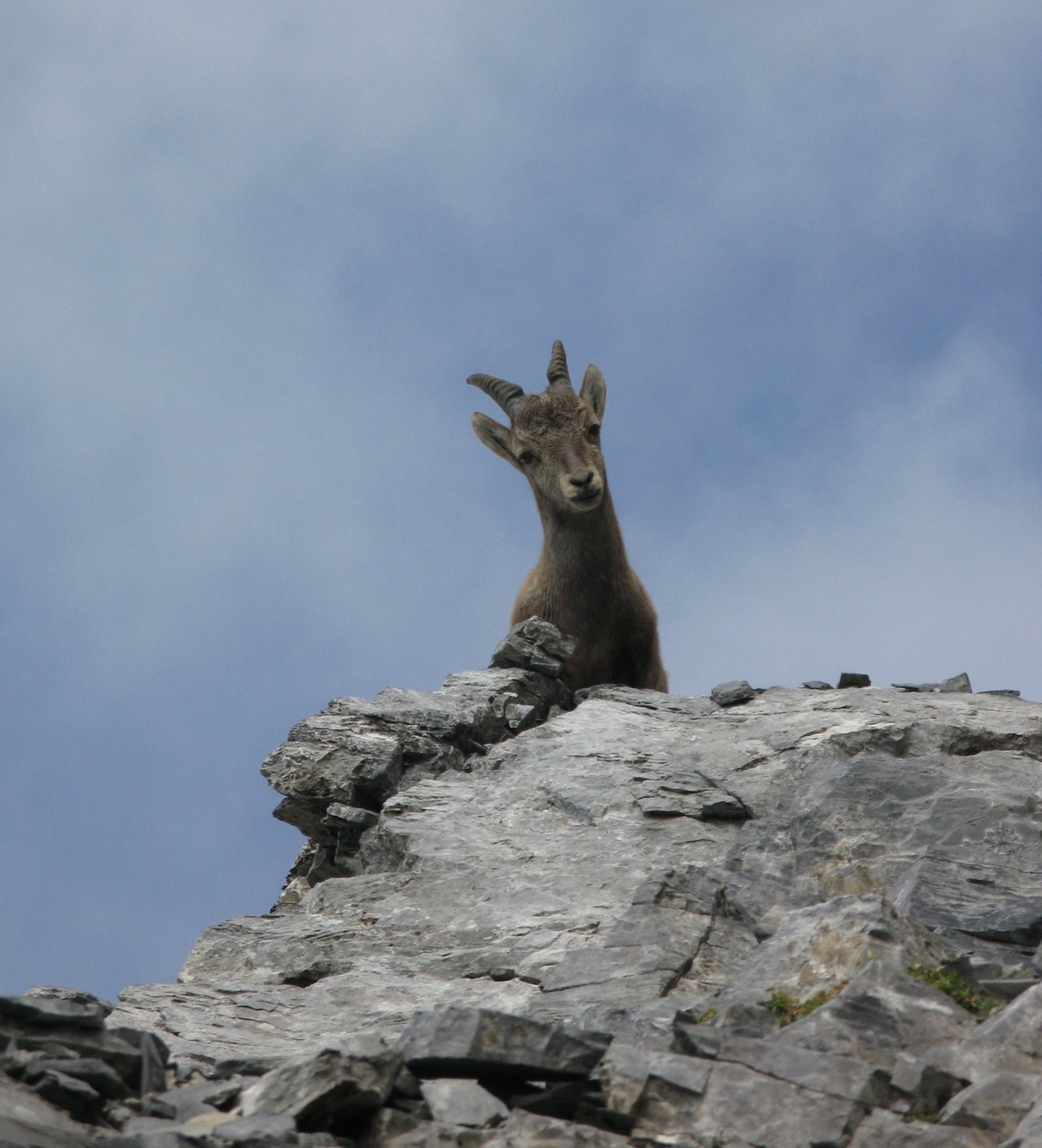 bouquetin dans la face Sud