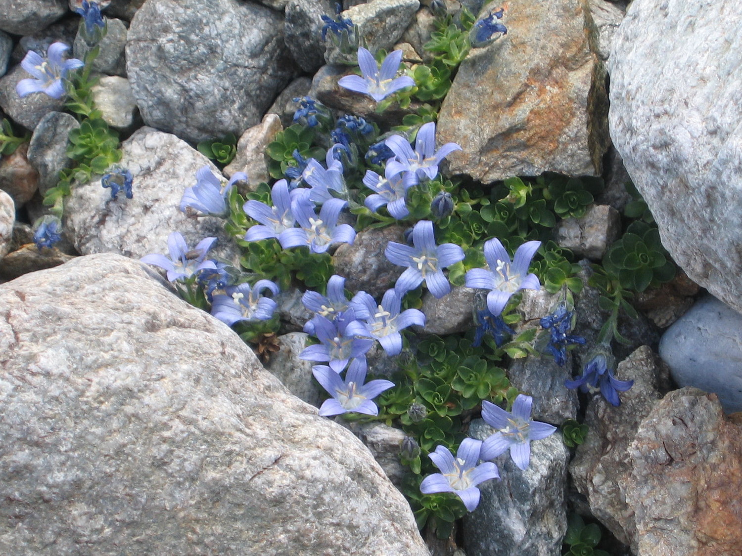 campanules du mt cenis, au lac des quirlies