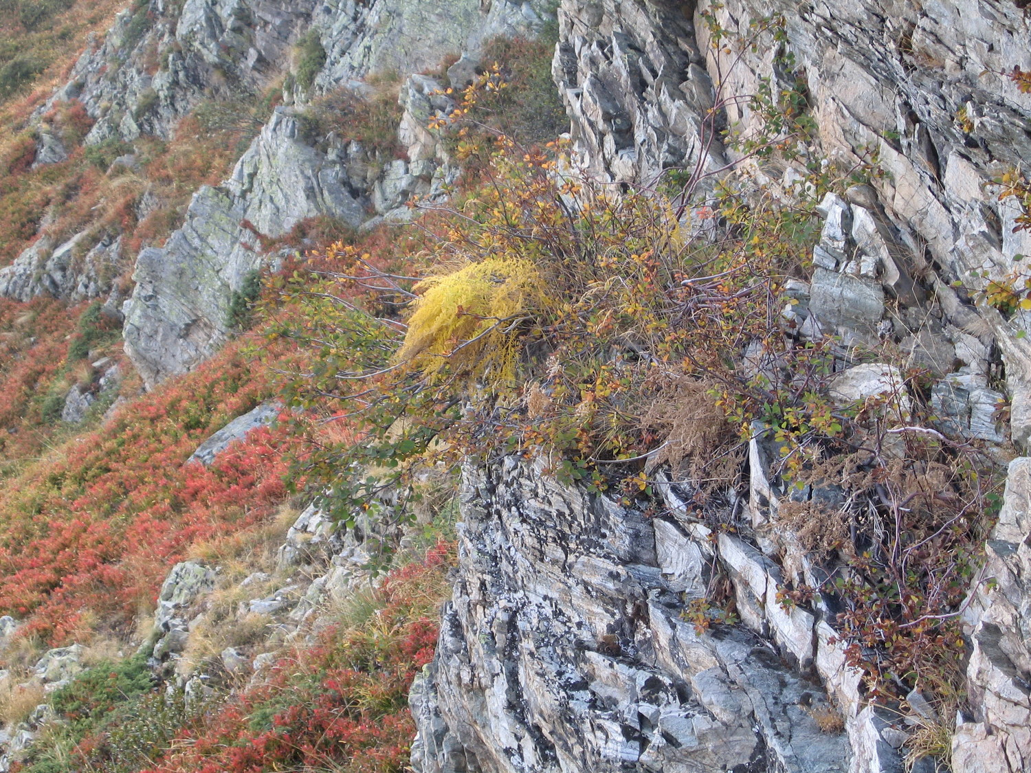 l'automne à rif premier