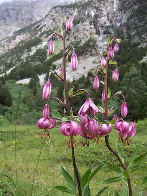 lys martagon, dans l'Oisans lys martagon, dans l'Oisans