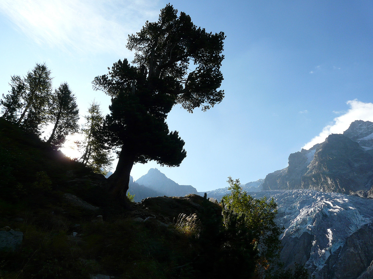 Arolle sur fond de glacier de Trient