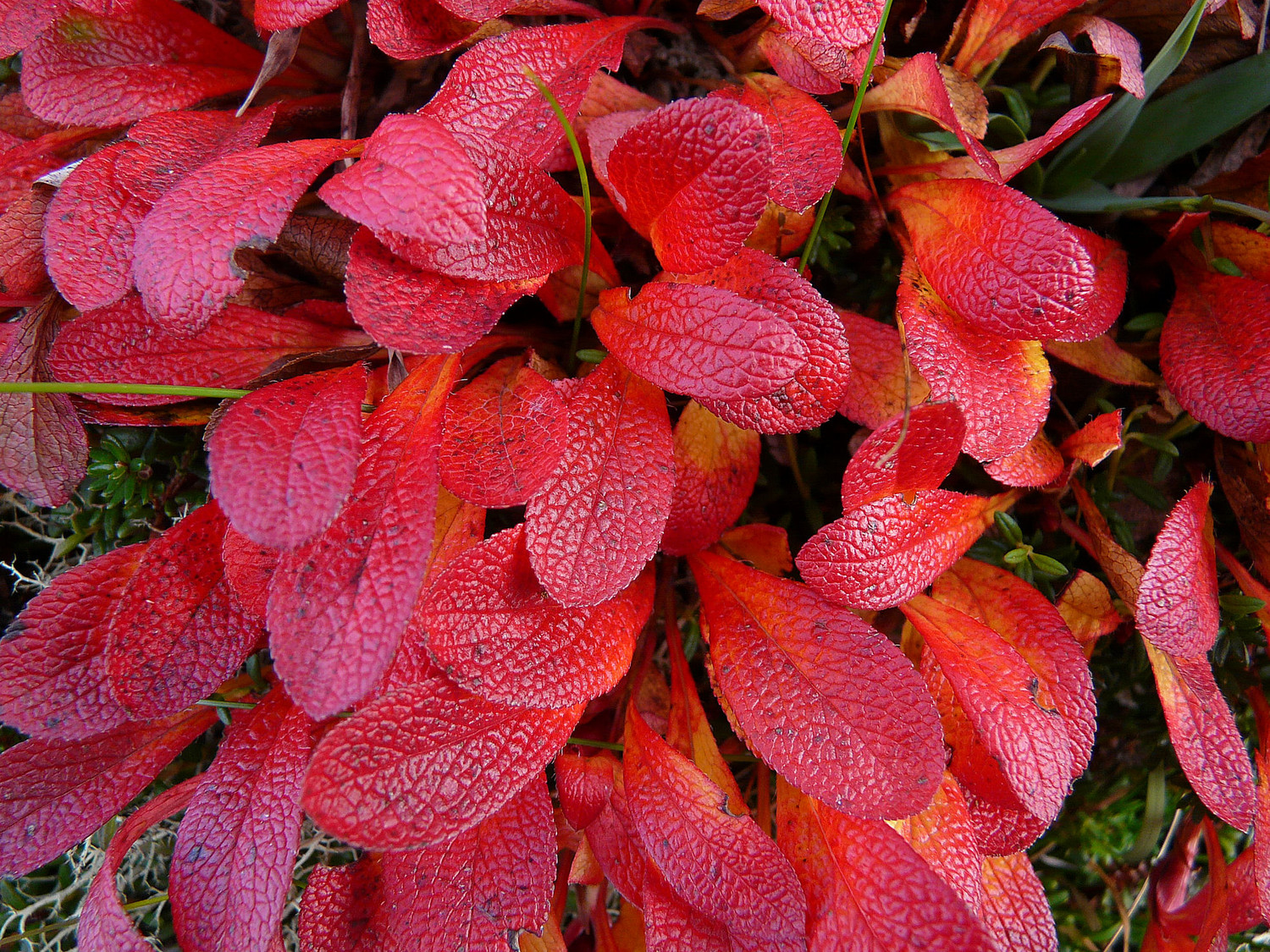 Rouge automne