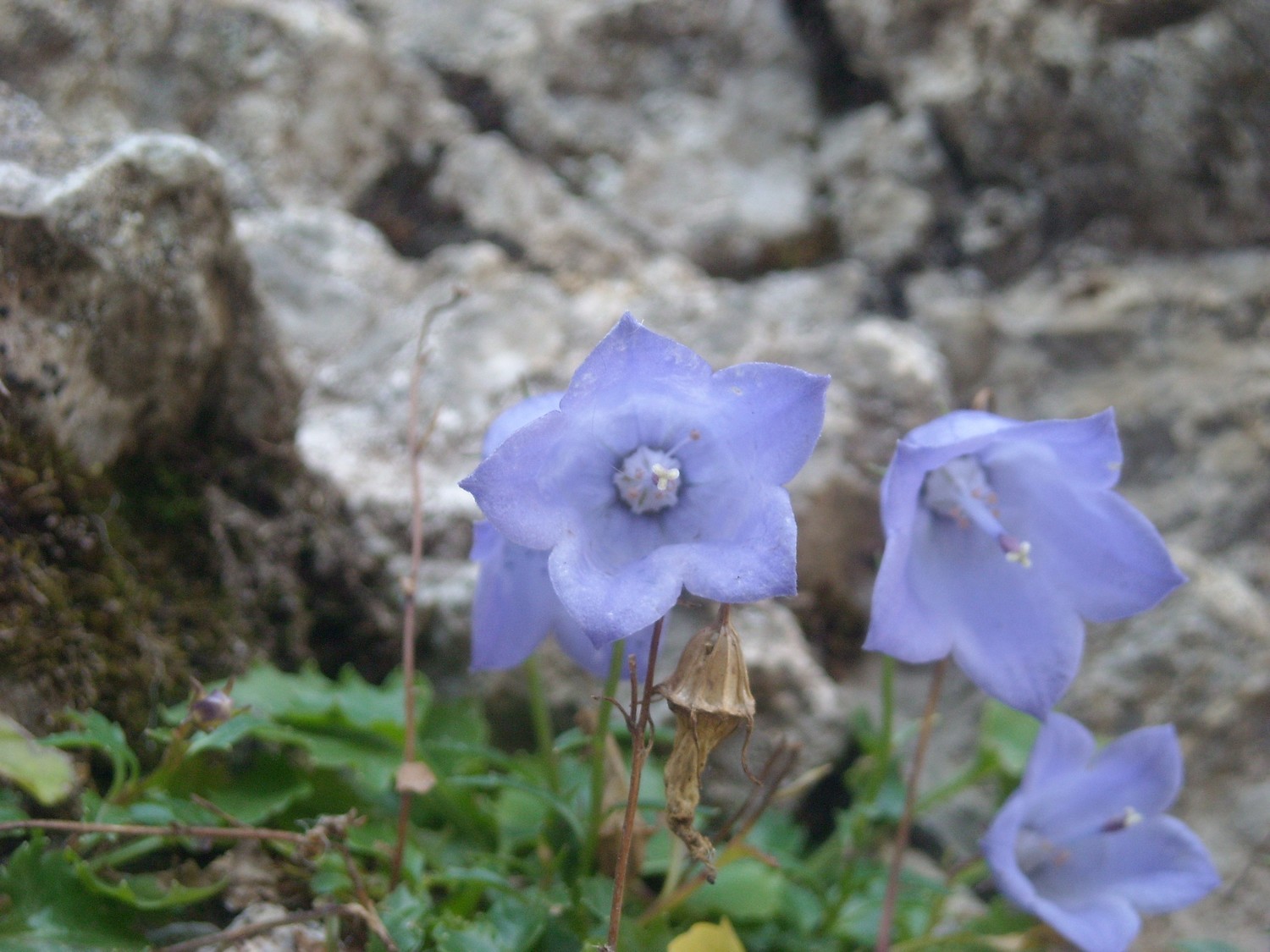 Campanula sp.