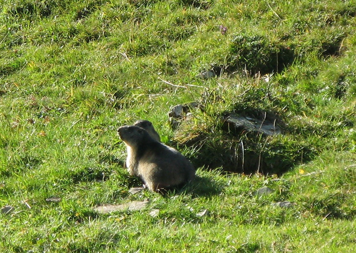 Un dernier bonjour des Marmottes avant Färich