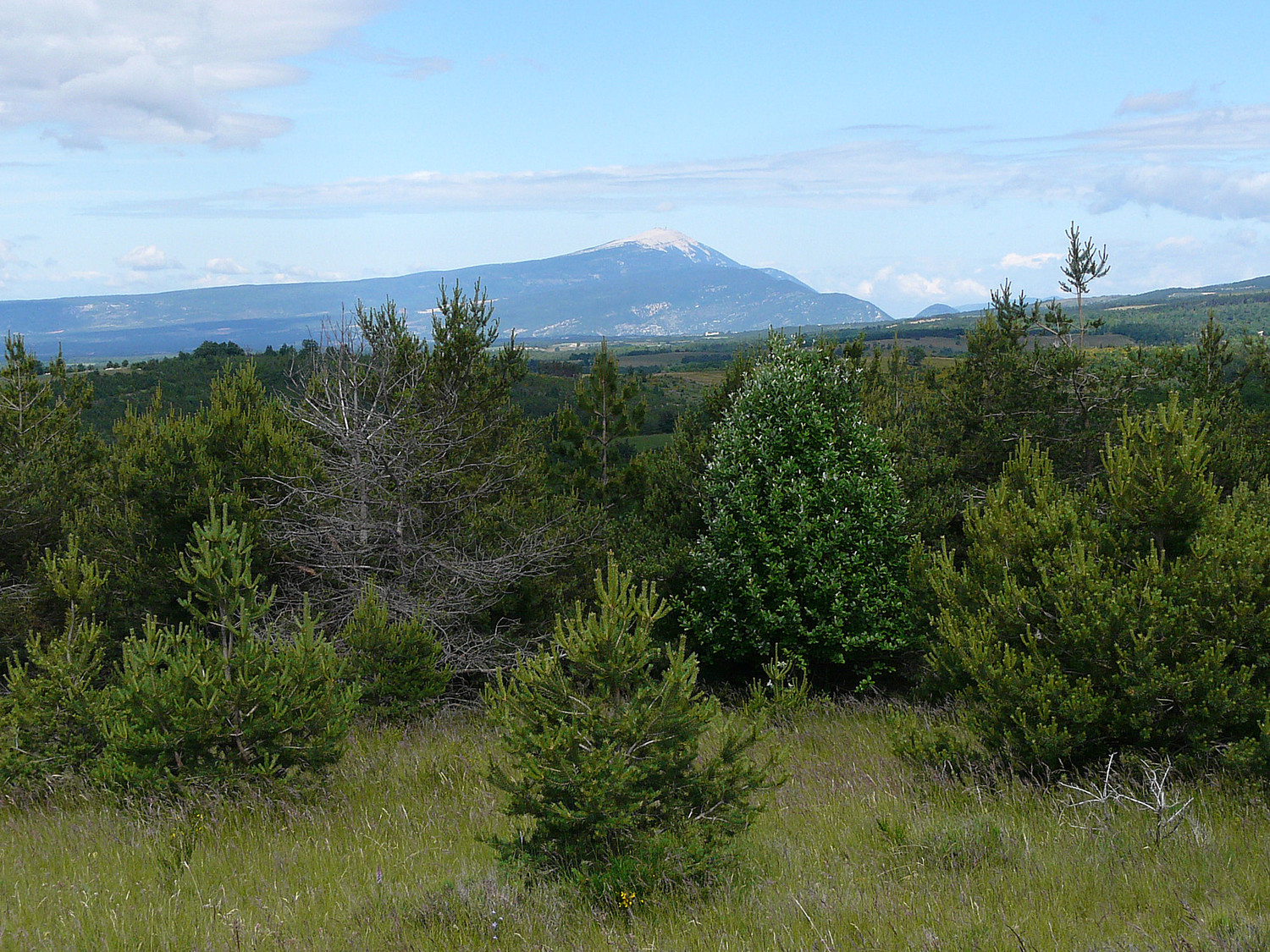 Le Ventoux depuis la Montagne de Lure