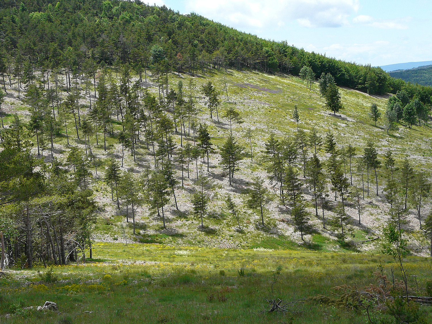 La Montagne de Lure vers le sommet de Larran