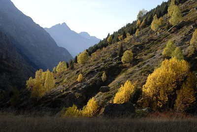 Les arbres "en feu" au dessus de la Bérarde